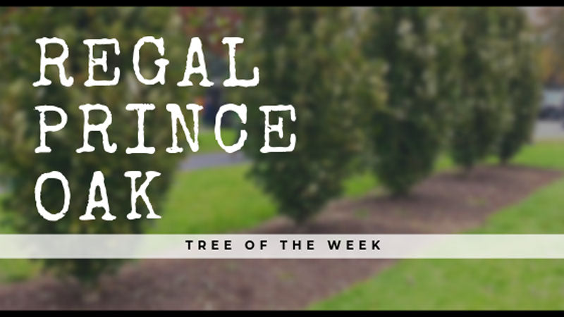 Tree of the Week: Regal Prince® Oak