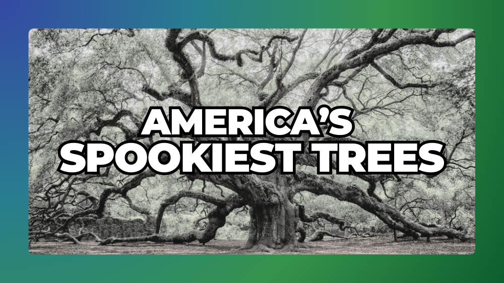 America's Spookiest Trees