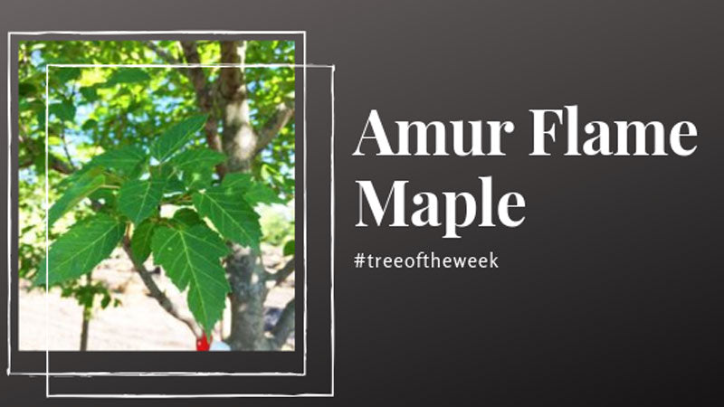 Tree of the Week: Amur Flame Maple