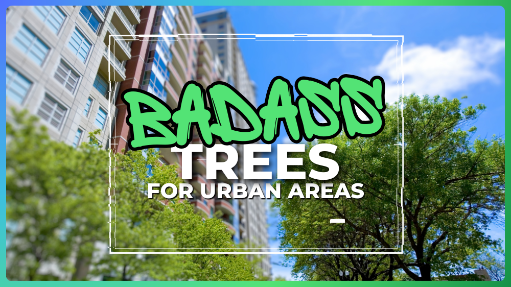 Badass Trees for Urban Areas Blog Header