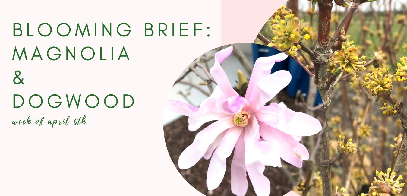 Blooming Brief Week of April 6th: Magnolia Trees & Dogwood Trees