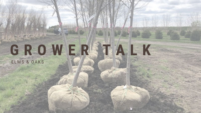 Grower Talk: Elms & Oaks