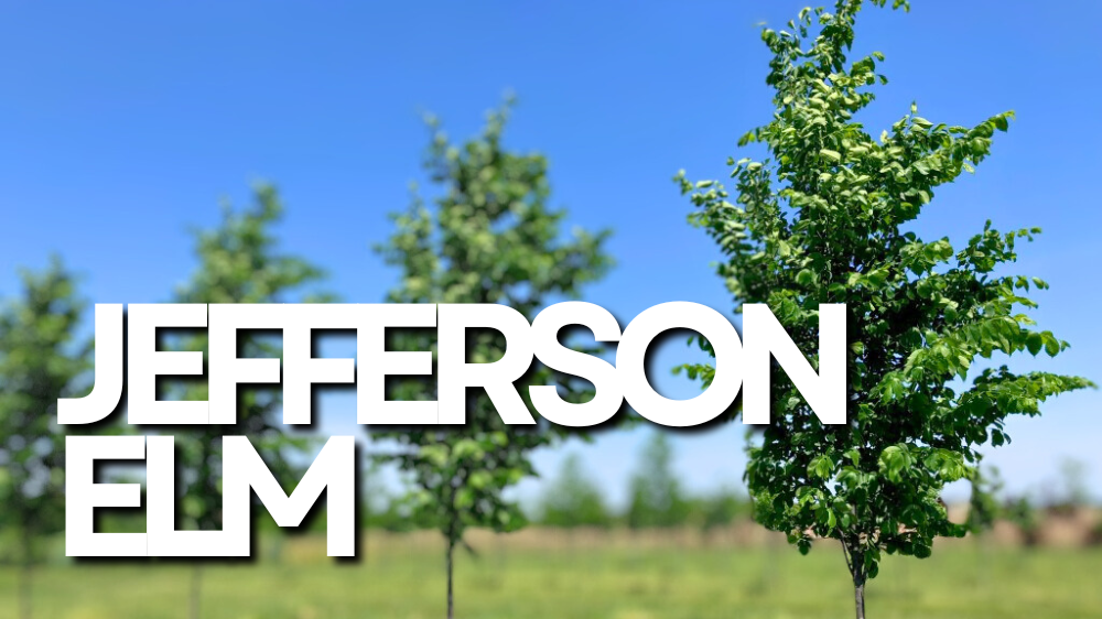 Tree Spotlight → Jefferson Elm