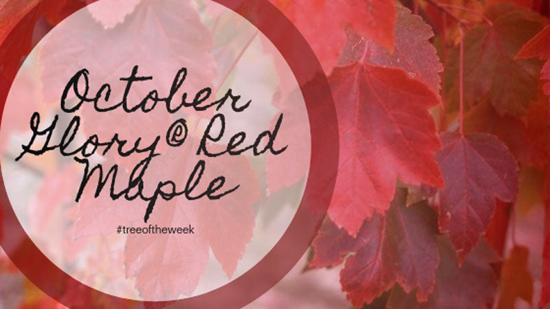 Tree of the Week: October Glory® Red Maple