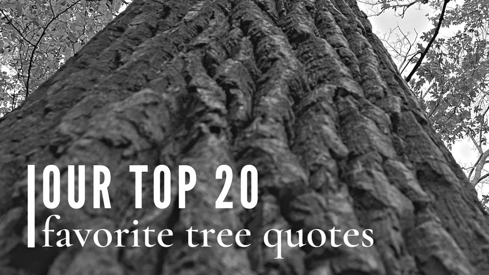 Our Top 20 Favorite Tree Quotes