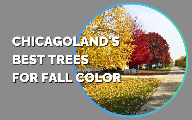 Chicagoland's BEST Trees for Fall Color