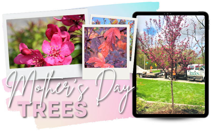 Mother's Day Trees