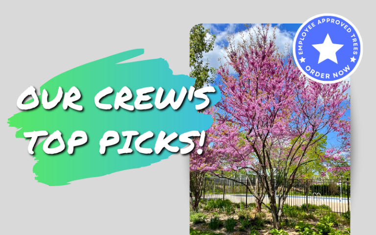 Our Crew's Top Tree Picks for Spring!