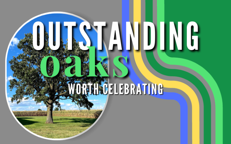 Outstanding Oaks Worth Celebrating