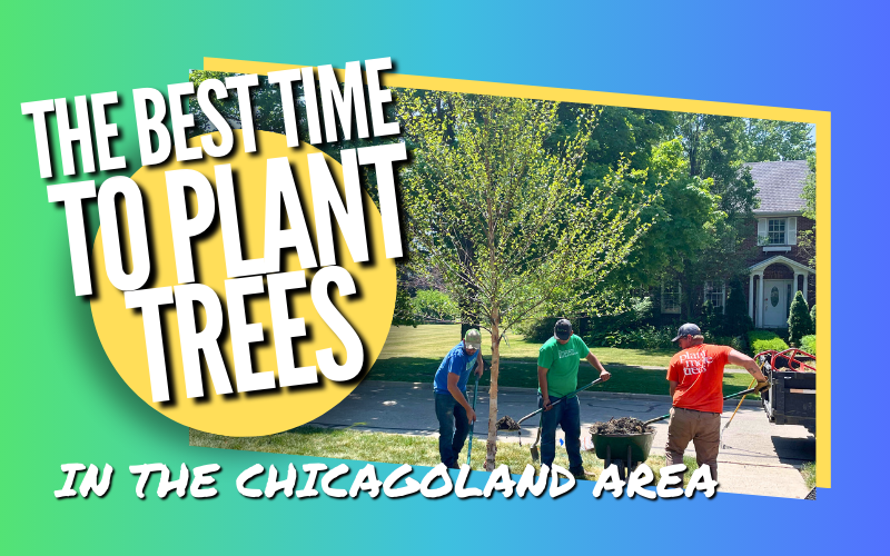 The Best Time to Plant Trees in the Chicagoland Area