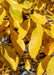 Closeup of shiny yellow fall leaves. 