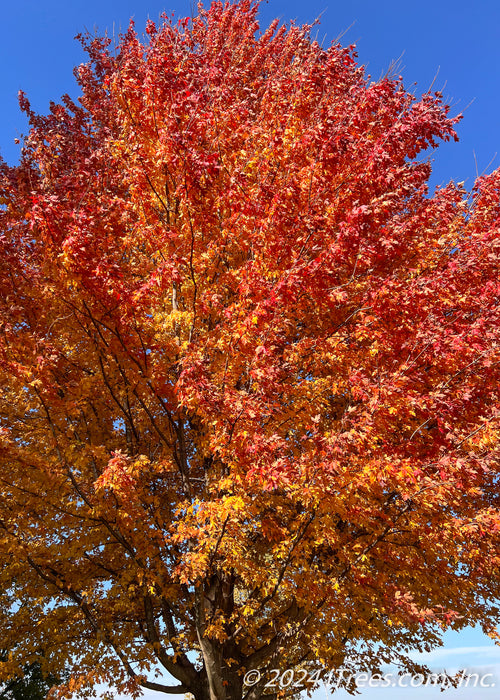 View of the crown of an Autumn Blaze with fall color looking up from the ground.