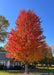 Mature Autumn Blaze showing fall color from yellow at the base of the canopy going up to bright red toward the top. 