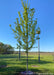 Autumn Blaze Maple newly planted in an open area of a yard with green leaves.