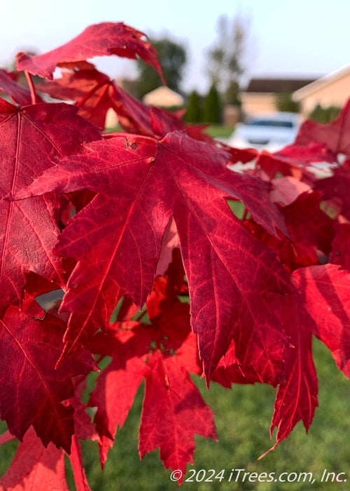 Closeup of bright red leaves.