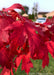 Closeup of bright red leaves.