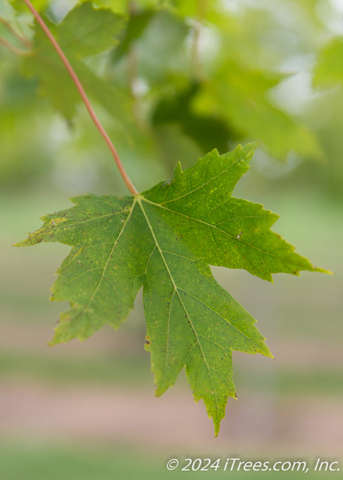 Closeup of deeply cut bright green leaf with yellow vein and fading red stem.