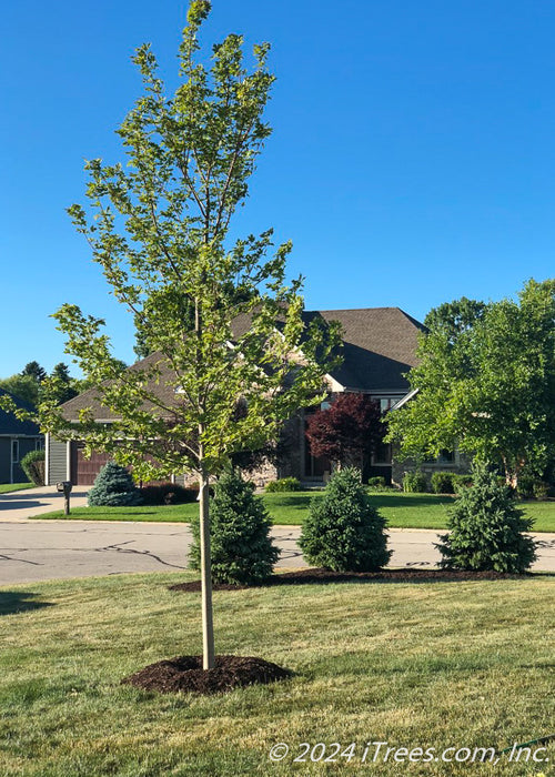 Autumn Blaze Maple with green leaves newly planted in a front yard.