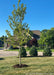 Autumn Blaze Maple with green leaves newly planted in a front yard.