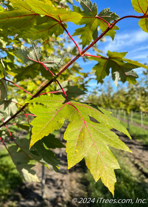 Closeup of a bright green leaf with red veins and a red stem.