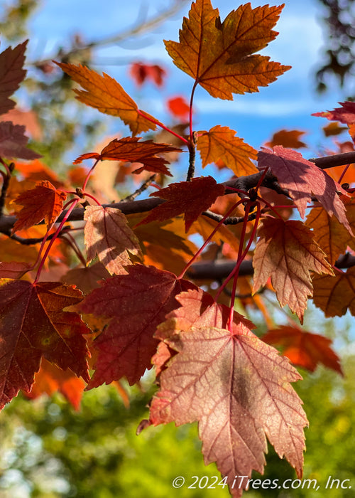 Closeup of red fall color.