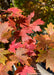 Closeup of deeply cut leaves showing changing fall color from green to yellow to red.