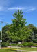 Autumn Blaze Maple with green leaves planted in a HOA enterance.