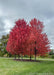 A berm of Autumn Blaze near a long drive, showing bright red fall color. 