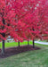 Closeup of a berm with a handful of Autumn Blaze Maple planted in it near a drive, with red fall color. 