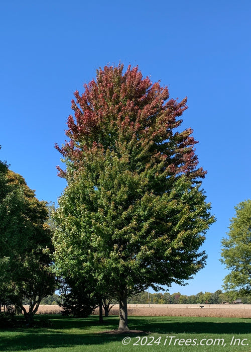 Autumn Blaze Maple with green leaves transitioning to red at the top of the tree's canopy.