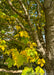 Closeup of yellowish-green leaves and deeply furrowed trunk and branching.