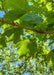 Closeup of underside of green leaves.