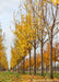 View of a row of trunks, and yellow leaves at the nursery.