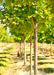 Closeup of a row of State Street Maple at the nursery view of lower canopy and trunks.