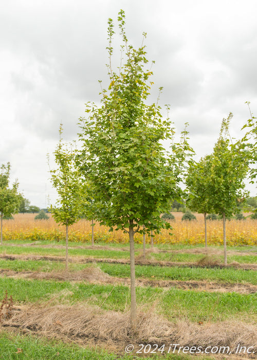 State Street Maple at the nursery with green leaves.