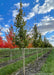 A row of State Street Maple at the nursery with green leaves.