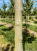 A State Street Maple tree trunk at the nursery showing lichen and deeply grooved ridges.