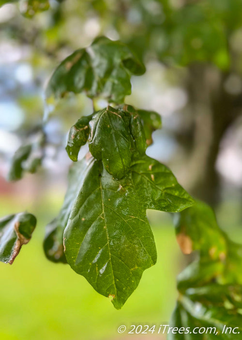 Closeup of a green leaf.