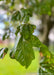 Closeup of a green leaf.