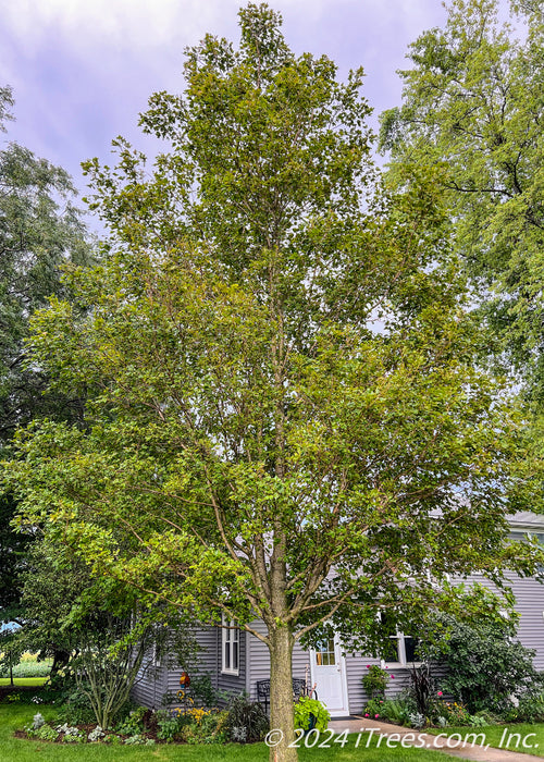 State Street Maple in a back side yard with changing fall color going from green to yellow.