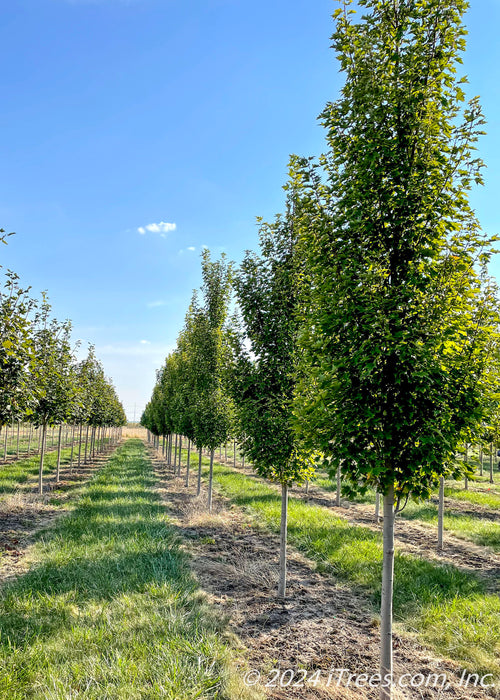 Armstrong Gold® Red Maple