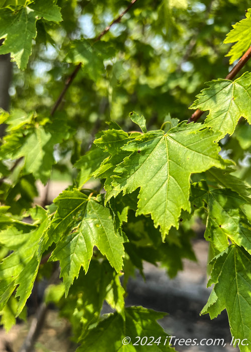 Armstrong Gold® Red Maple