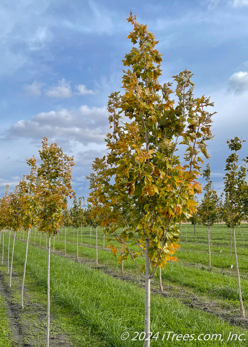 Armstrong Gold® Red Maple