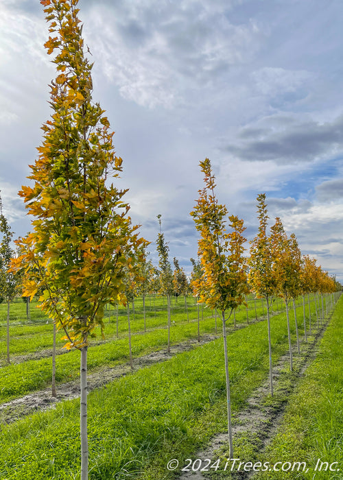 Armstrong Gold® Red Maple