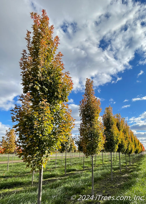 Armstrong Gold® Red Maple