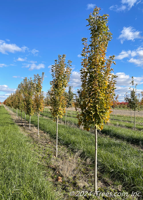 Armstrong Gold® Red Maple