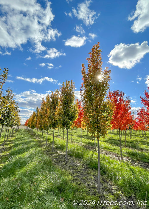 Armstrong Gold® Red Maple