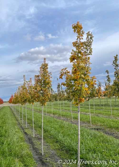 Armstrong Gold® Red Maple