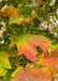 Closeup of transitioning fall color showing a gradient of tones from green, yellow orange to red.