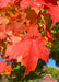 Closeup of a broad leaf with bright red-orange fall color.